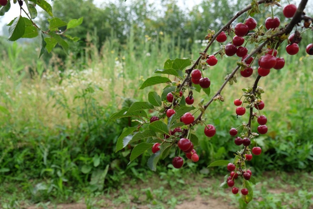 Fruit in de tuin