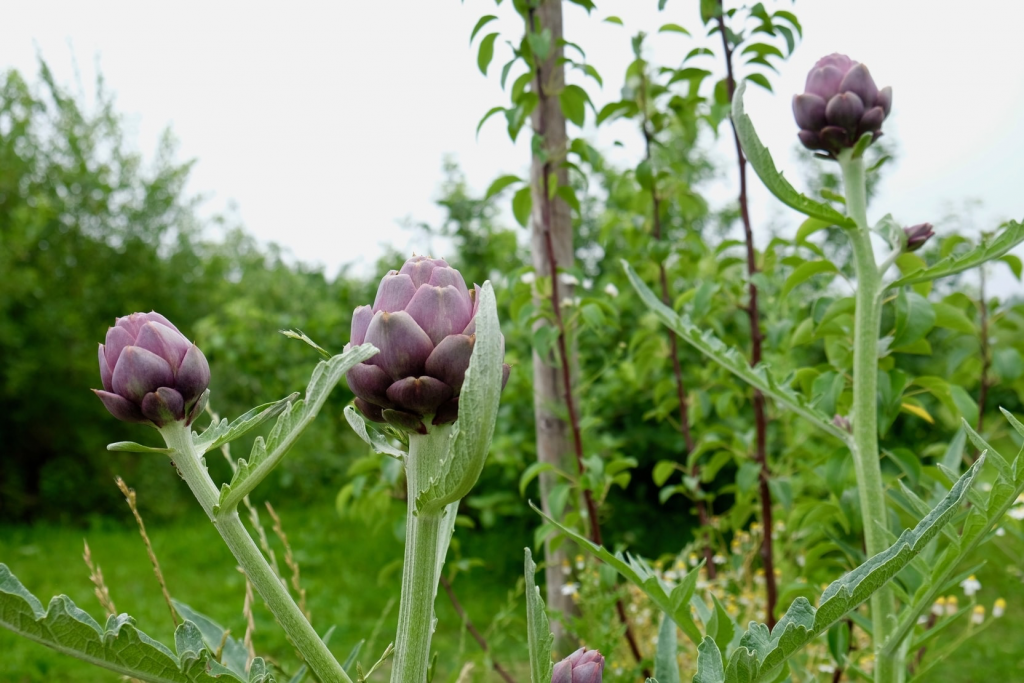 Artisjok in Samenland